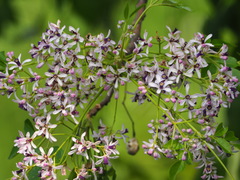 Chinaberry