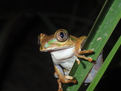Christy's Tree Frog