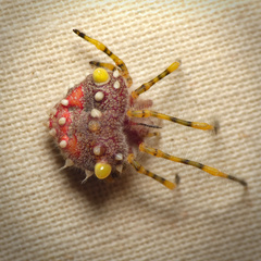 Longleg Bolas Spider