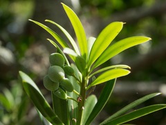 real yellowwood