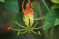 flame lily