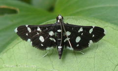 Dotted Sable