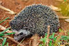 Four-toed Hedgehog