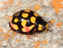 Sulfurous Lady Beetle