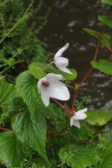 Begonia wollastonii