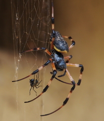 African Hermit Spider