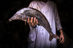 Elephant-snout Fish
