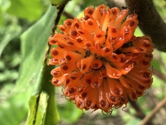 Paper mulberry