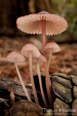 Bonnets