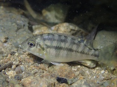 Redbelly Tilapia