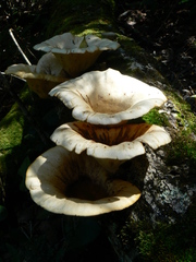 Funnel Woodcap