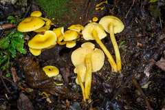 Tricholomopsis aurea