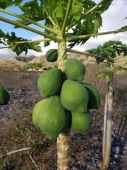 Papaya