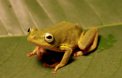 Cinnamon-bellied Reed Frog