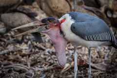 Marabou Stork