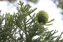 Hoop pine