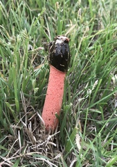 Devil's Stinkhorn