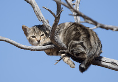 Domestic Cat