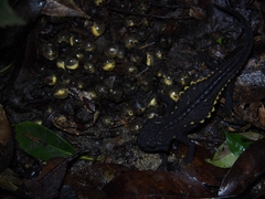 Mountain Spiny Crocodile Newt