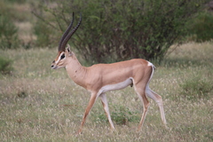 Grant's Gazelle