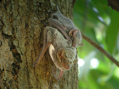 Mauritian Tomb Bat