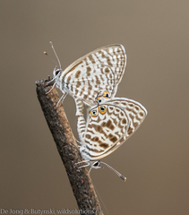Zebra Blues