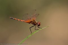 Northern Fluttering Dropwing