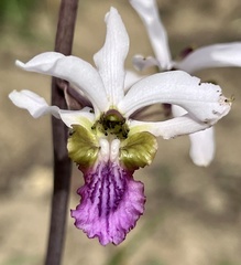 Eulophia cristata