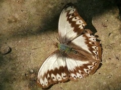 Herminia Glider