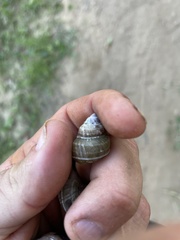 Bellamya trochlearis