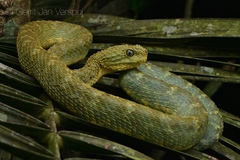 African Bush Viper