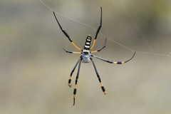 banded-legged golden orb-web spider