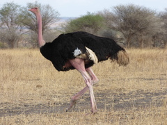 Common Ostrich