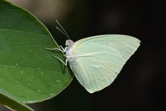 African Migrant