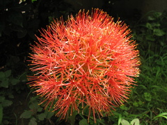 Bloodlily