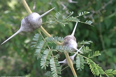 whistling thorn