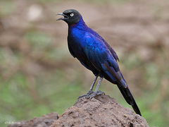 RĂĽppell's Starling