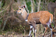 Northern Bushbuck