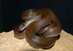 Brown House Snake