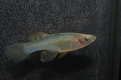 Bitschumbi Lampeye