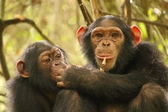 Chimpanzee