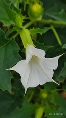 jimsonweed