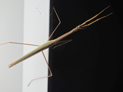 Stick Mantis