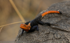 Finch’s agama