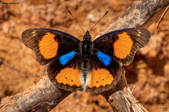 Blue-spot Pansy