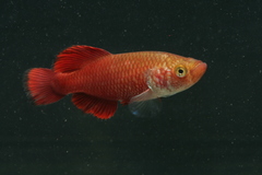 Red Victoria Nothobranch