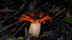 anemone stinkhorn fungus