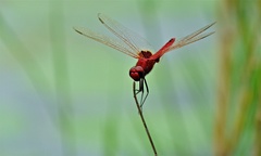 Red Basker