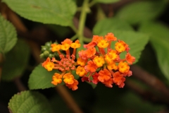 common lantana