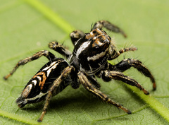 Hyllus argyrotoxus